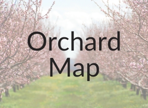 Orchard Map Graphic (Canva)